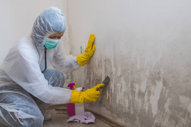 Best Forensic Mold Investigation  in Rye Brook, NY