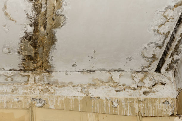 Best Basement Mold Removal  in Rye Brook, NY