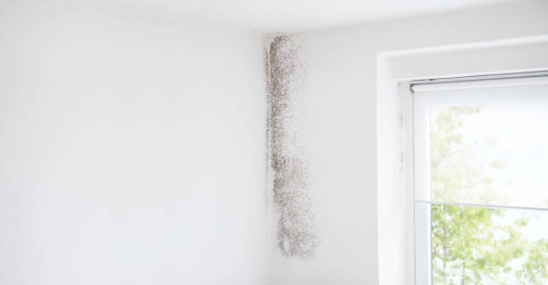 Best Air Quality Testing for Mold Spores  in Rye Brook, NY