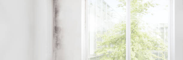 Best Mold Remediation for Rental Properties  in Rye Brook, NY