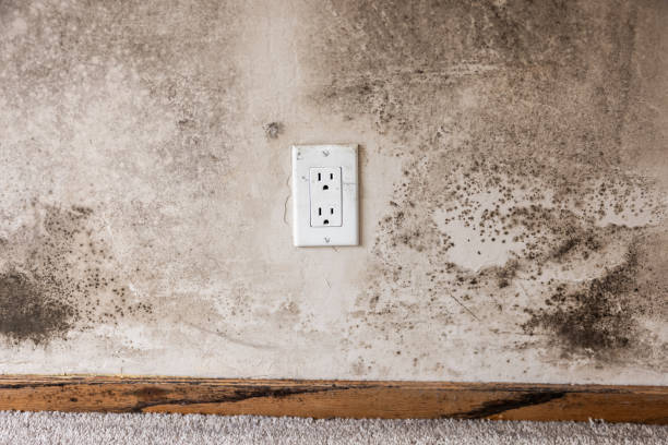 Best Environmental Consulting for Mold Prevention  in Rye Brook, NY