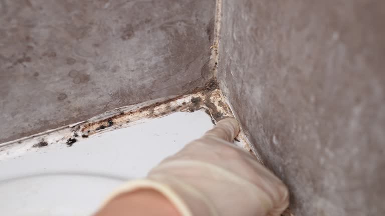 Best Crawl Space Mold Remediation  in Rye Brook, NY
