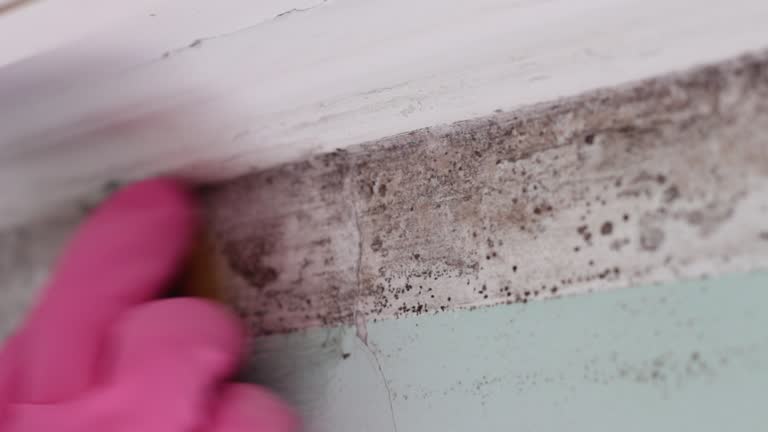 Best Comprehensive Air Testing for Mold Contaminants  in Rye Brook, NY